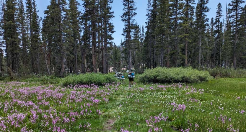 A path winds through green grass and wild flowers toward a line of evergreen trees. A group of hikers are on the path nearing the trees. 